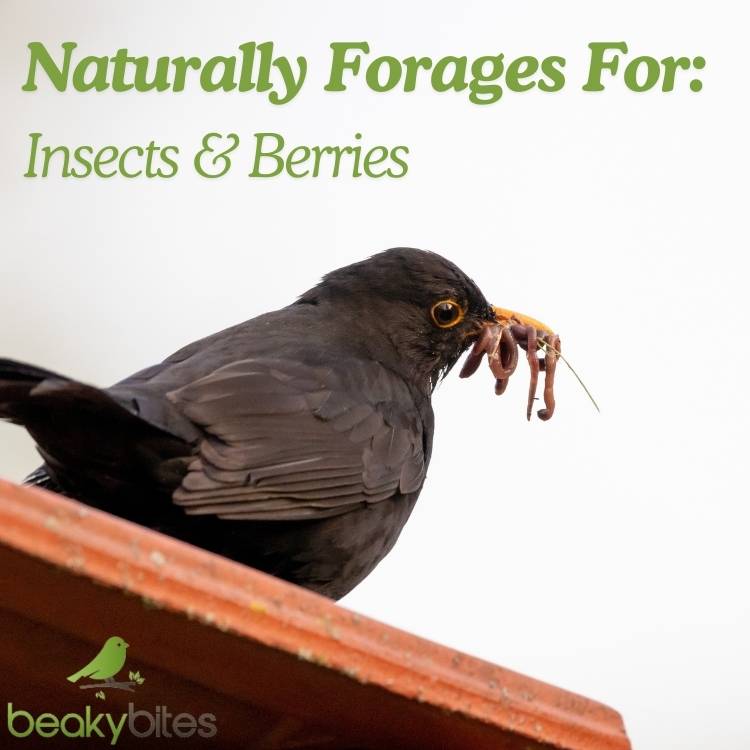 Blackbird naturally forages for